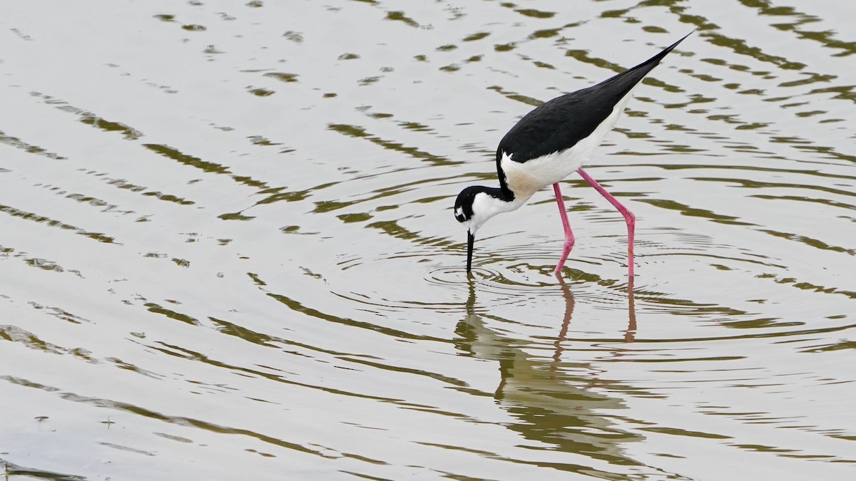 Black-necked Stilt - Darrin Menzo