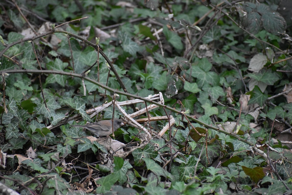 Dark-eyed Junco - ML615021681