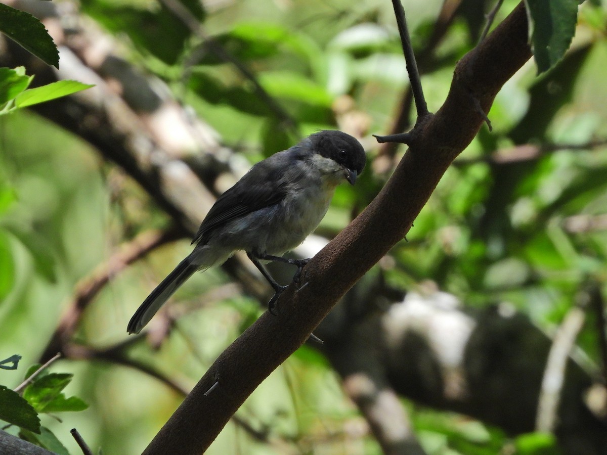 Black-capped Warbling Finch - Haydee Huwel