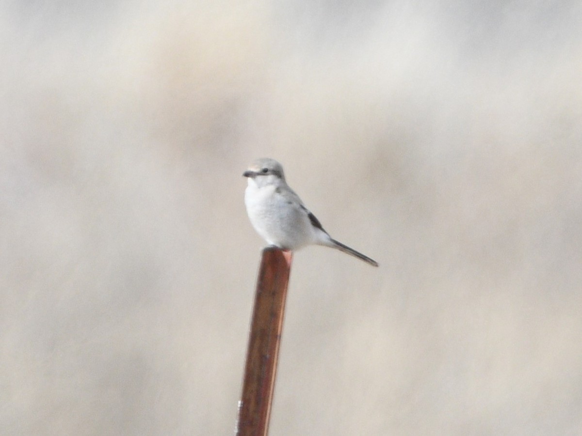 Northern Shrike - ML615021732