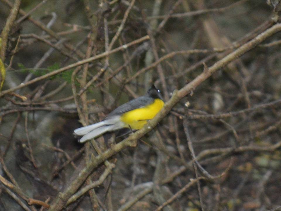 Slate-throated Redstart - ML615021740