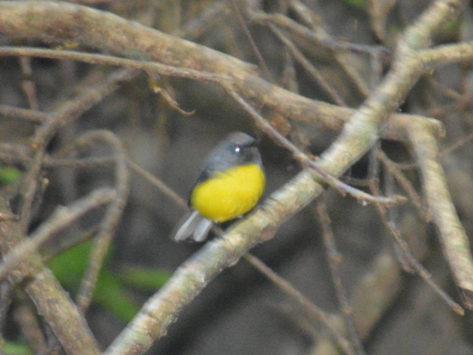 Slate-throated Redstart - ML615021741