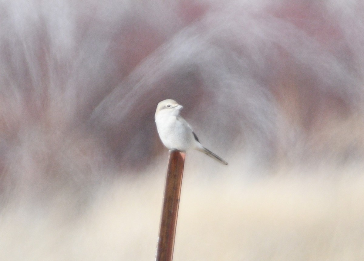 Northern Shrike - ML615021743