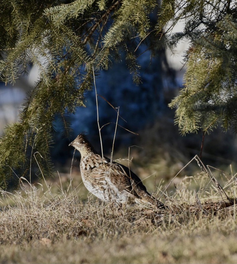 Ruffed Grouse - Sandra Brown