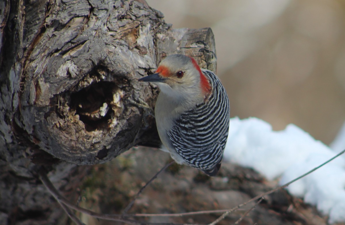Red-bellied Woodpecker - ML615021777