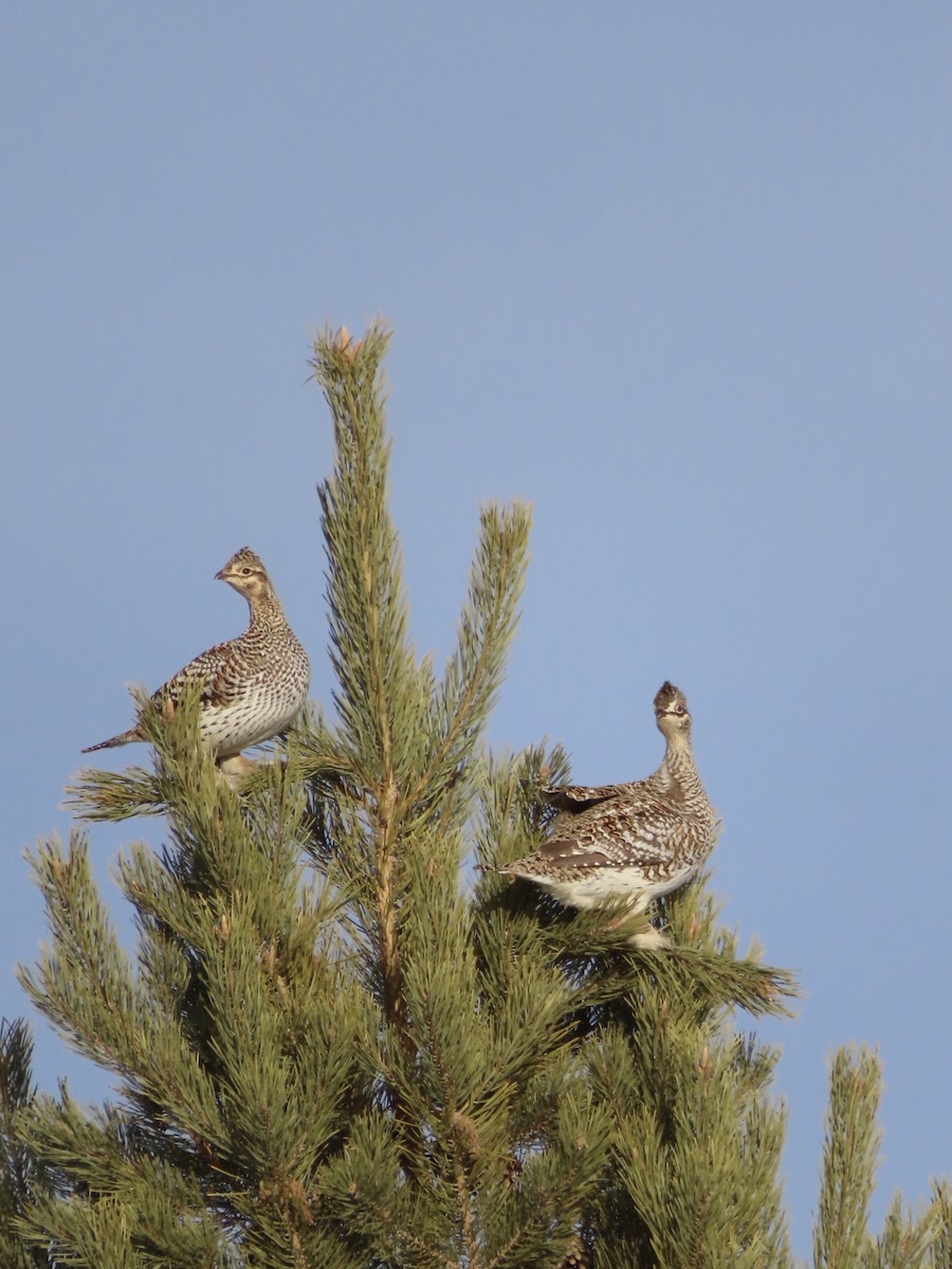 Sharp-tailed Grouse - ML615021815