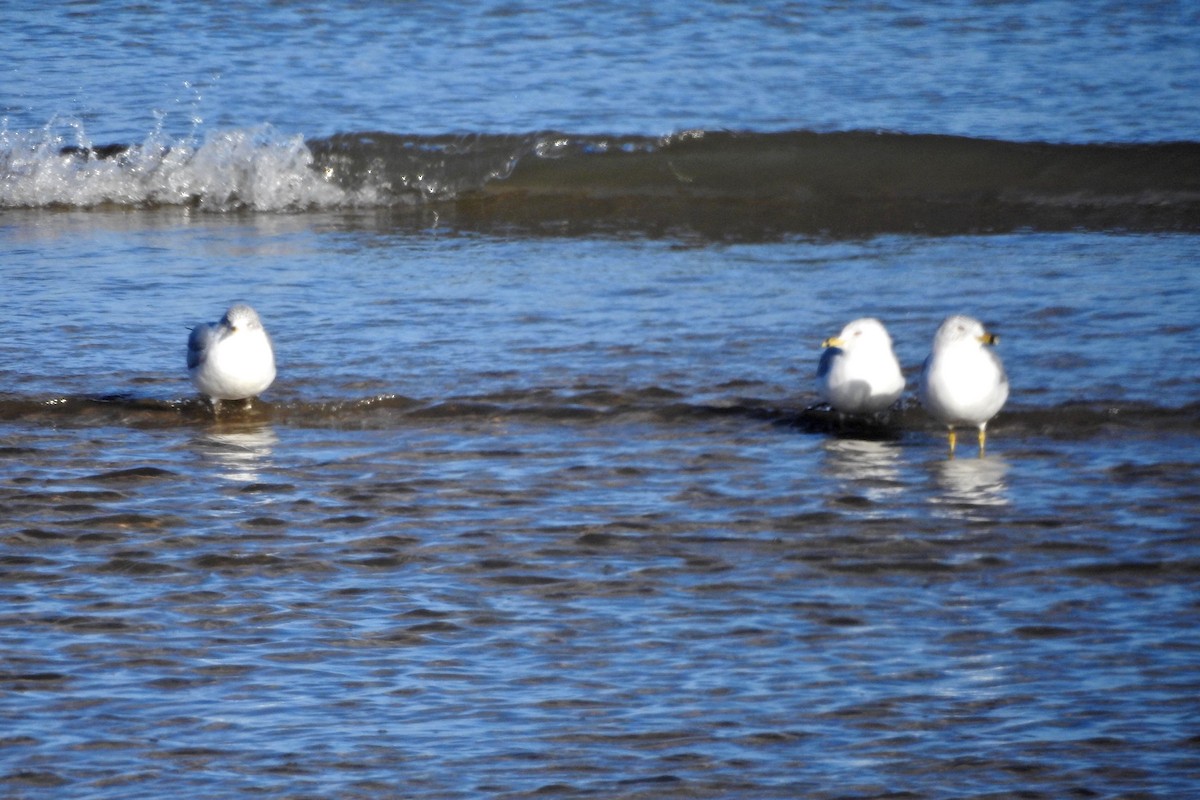 Ring-billed Gull - ML615021867