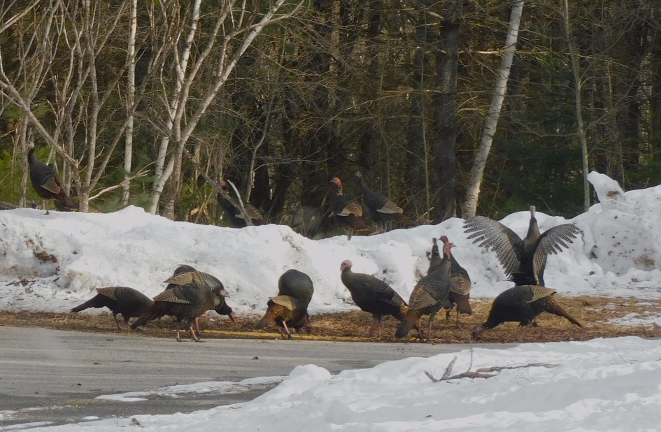 Wild Turkey - ML615021881