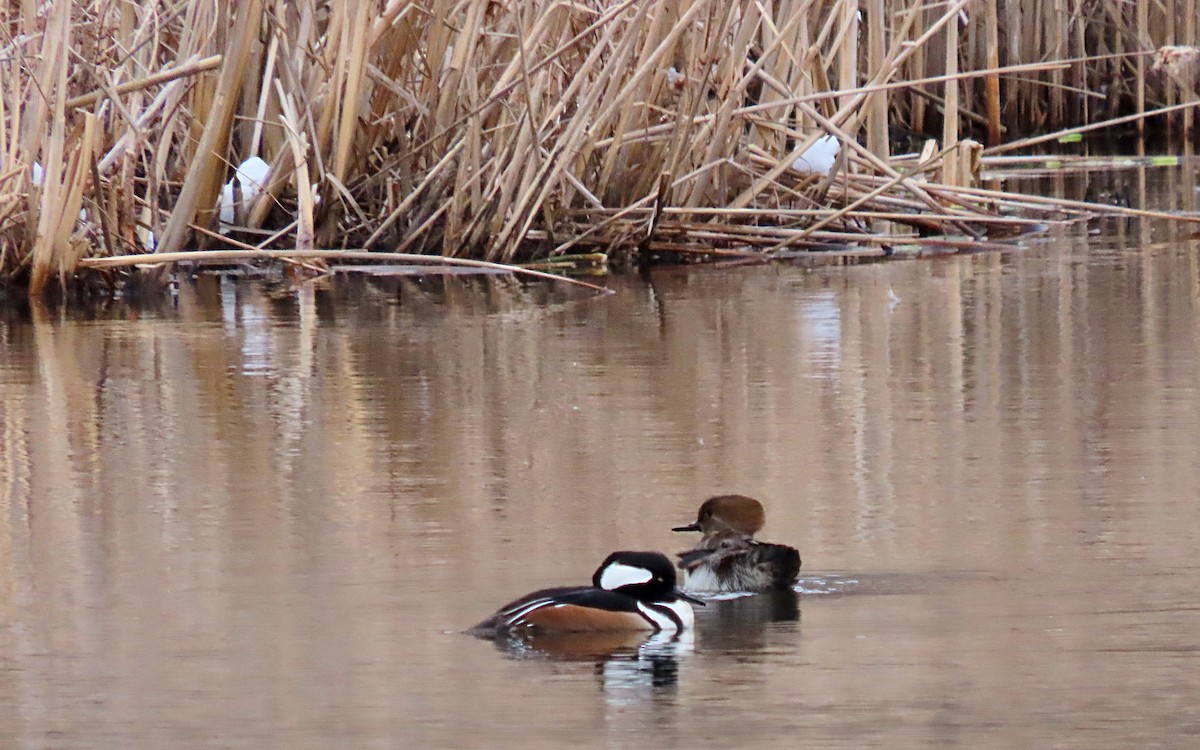 Hooded Merganser - ML615021897