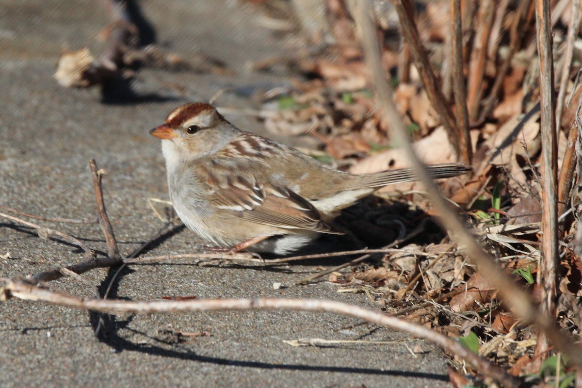 White-crowned Sparrow - ML615021898