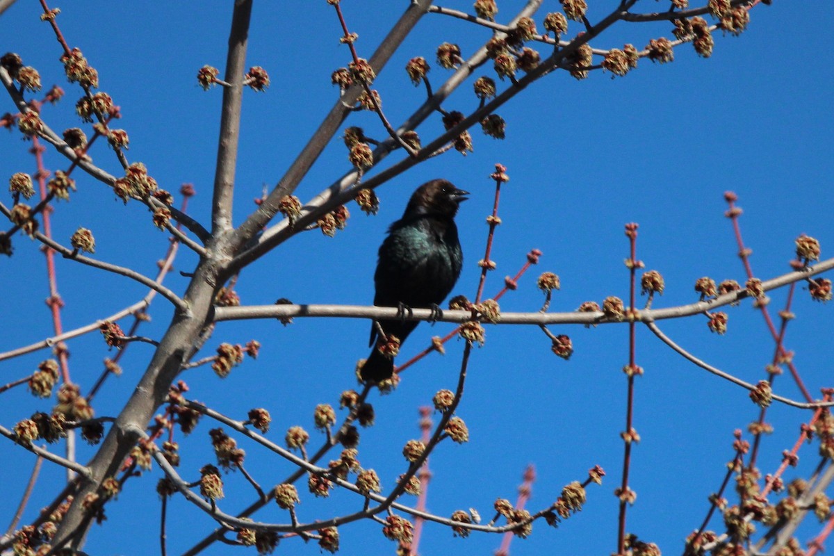 Brown-headed Cowbird - ML615021913