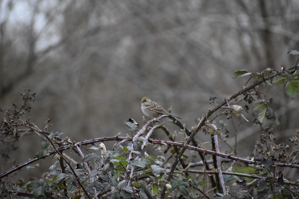Golden-crowned Sparrow - ML615021917