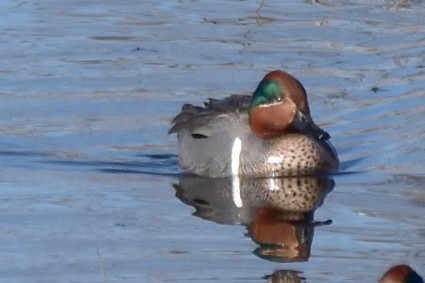 Green-winged Teal - ML615022003