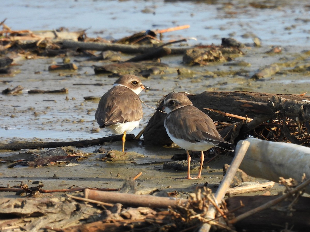 Semipalmated Plover - ML615022023