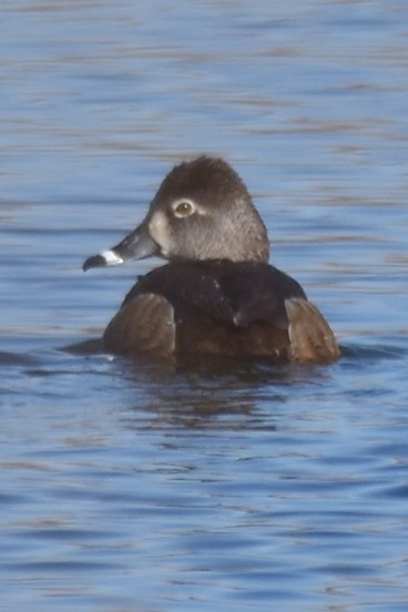 Ring-necked Duck - ML615022036