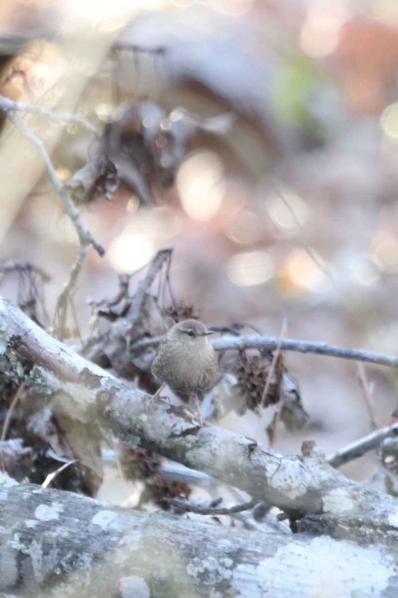 Winter Wren - ML615022057