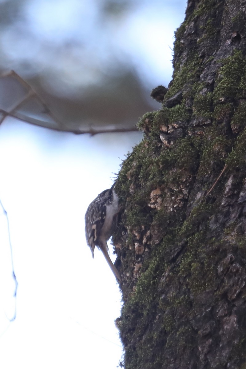 Brown Creeper - ML615022088