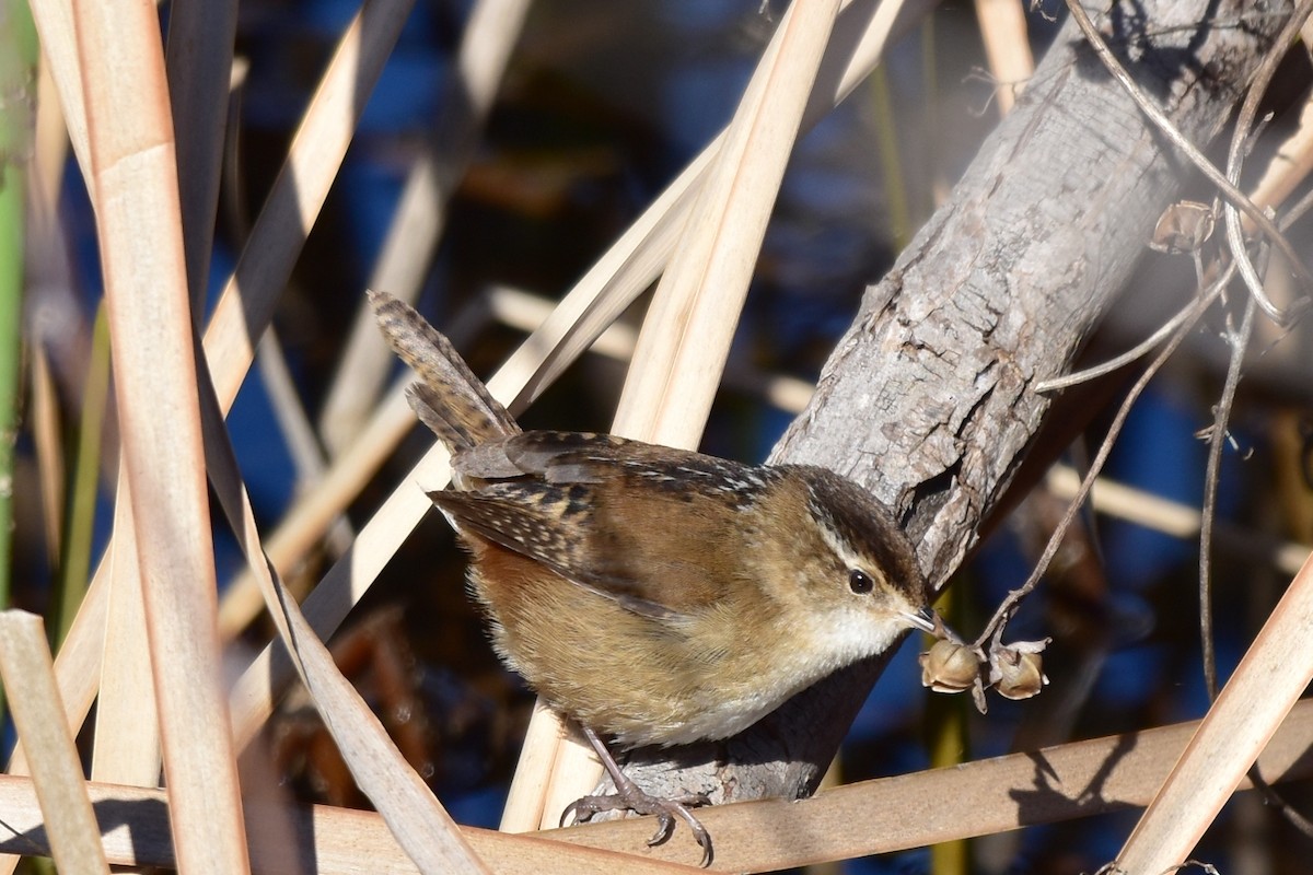 Marsh Wren - Michael Strzelecki