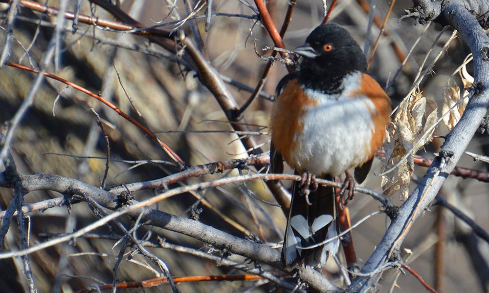Spotted Towhee - ML615022165