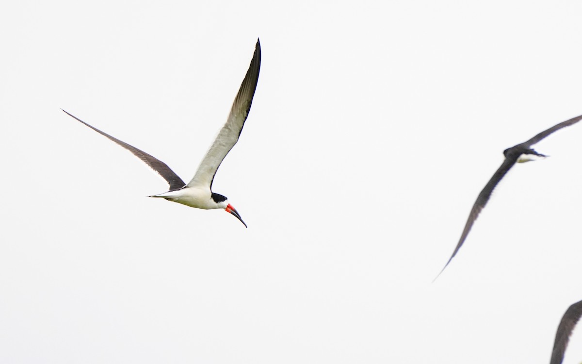 Black Skimmer - ML615022179