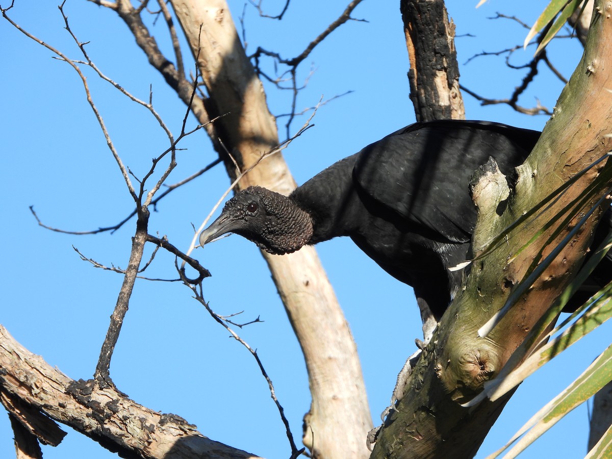 Black Vulture - Haydee Huwel
