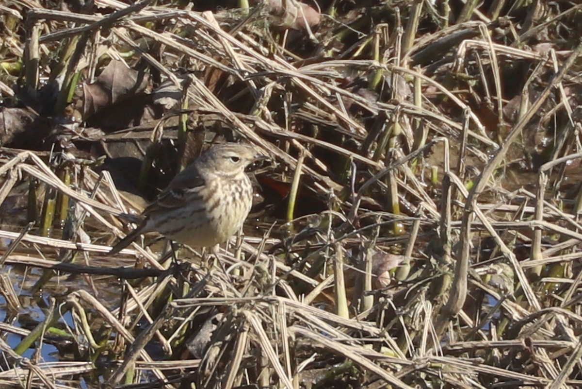 American Pipit - ML615022201