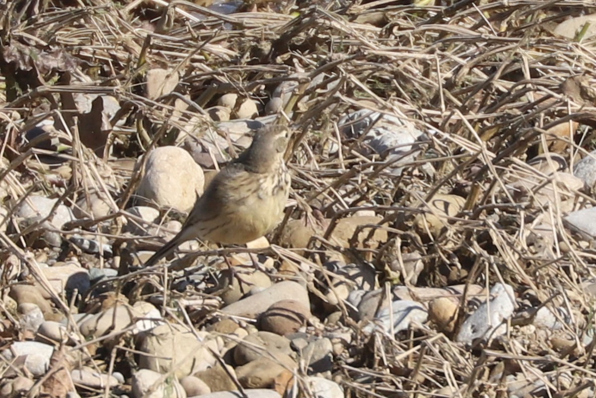 American Pipit - ML615022202