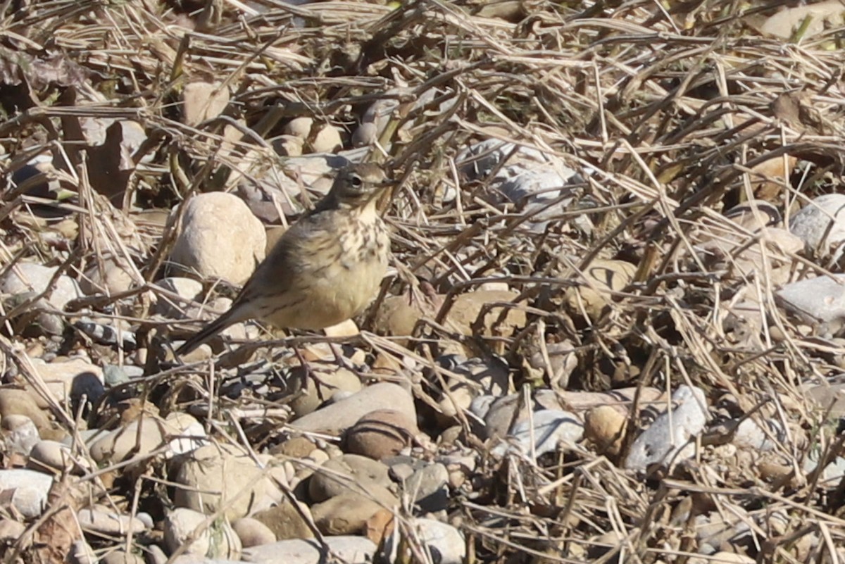 American Pipit - ML615022203