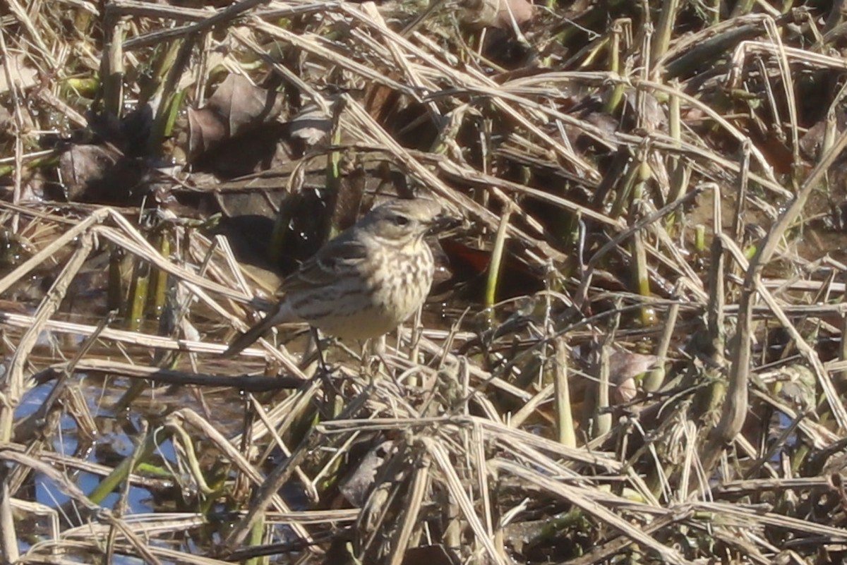 American Pipit - ML615022204