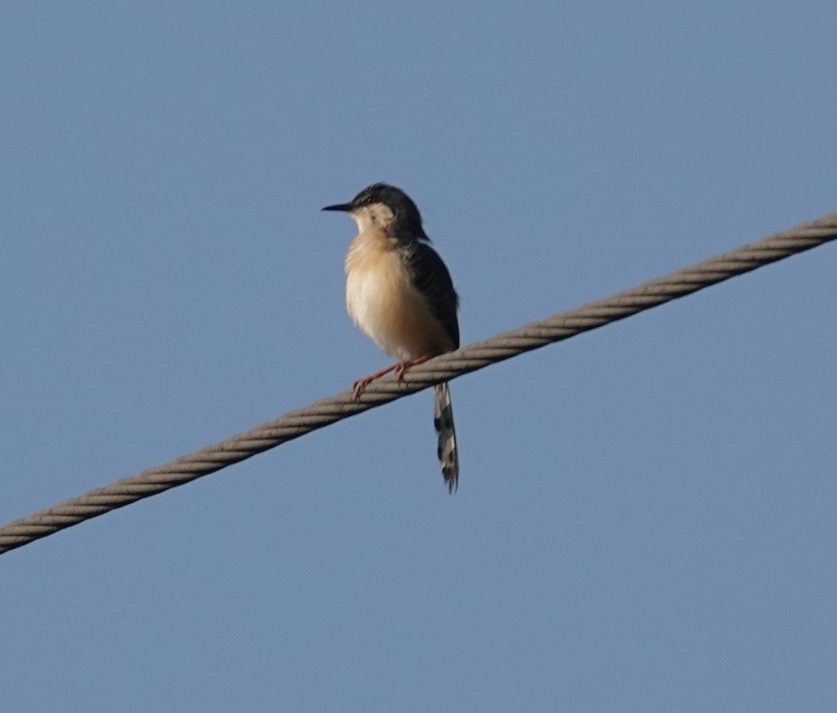 Ashy Prinia - Sagarika gupta