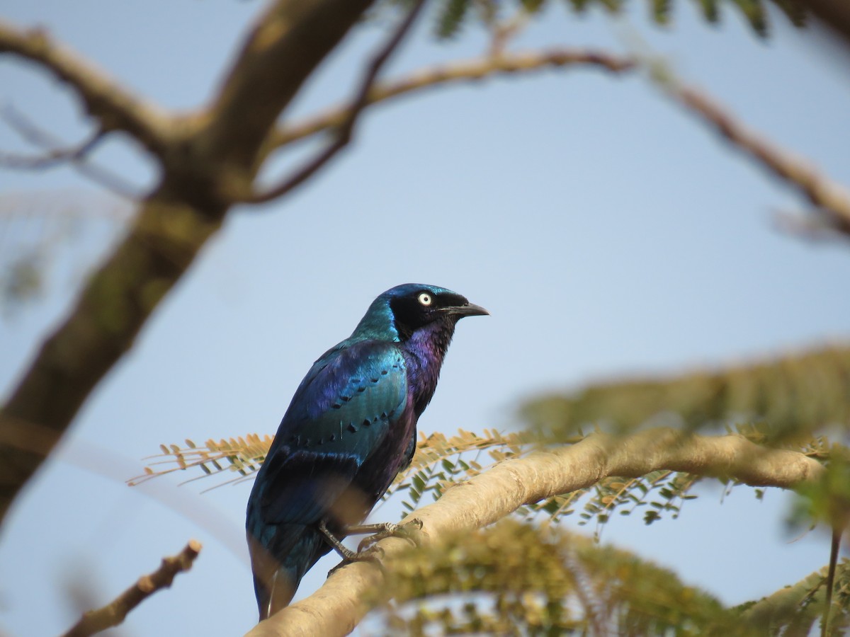 Splendid Starling - ML615022218