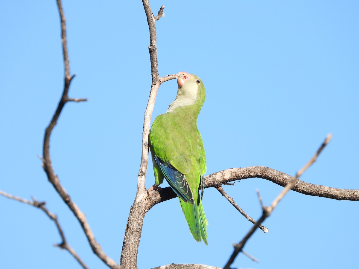 Monk Parakeet - Haydee Huwel