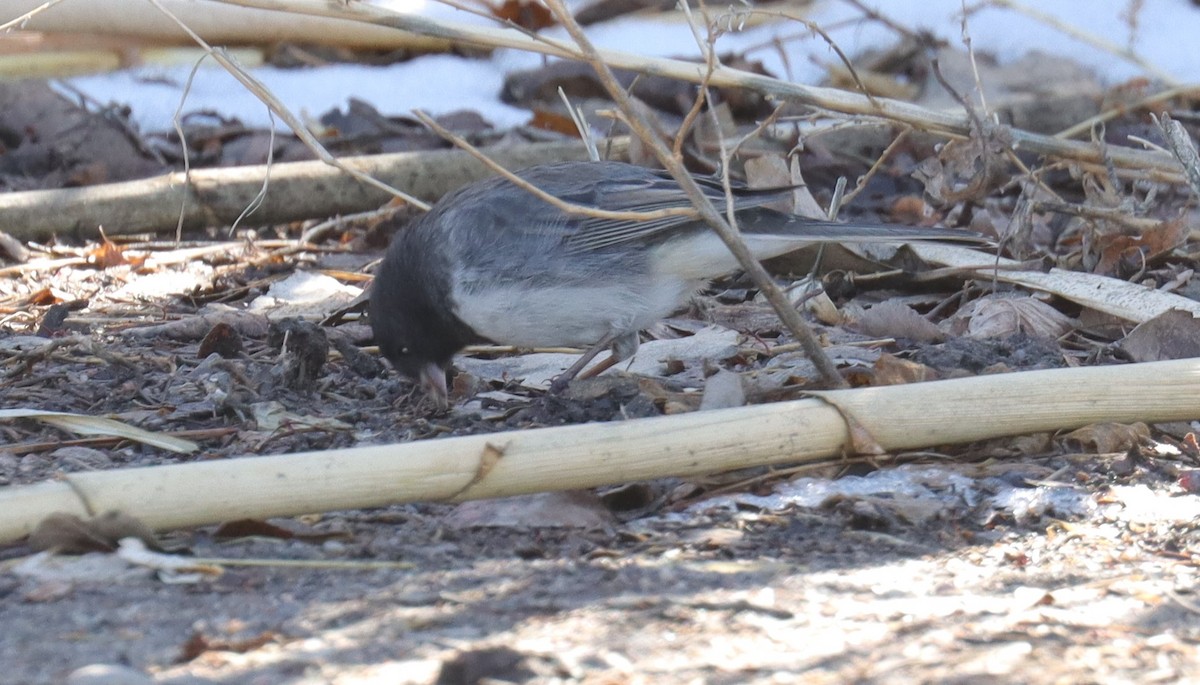 Junco ardoisé (cismontanus) - ML615022289