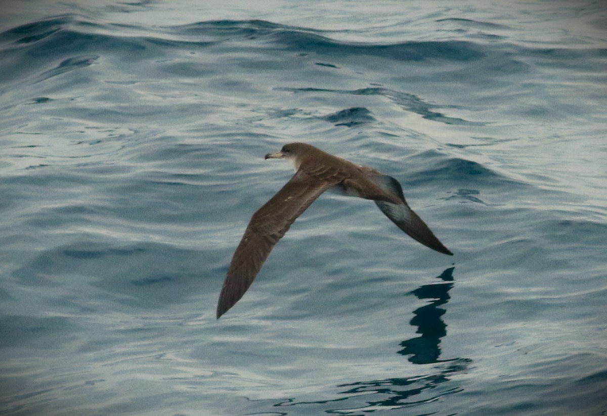 Pink-footed Shearwater - Vicky Burke