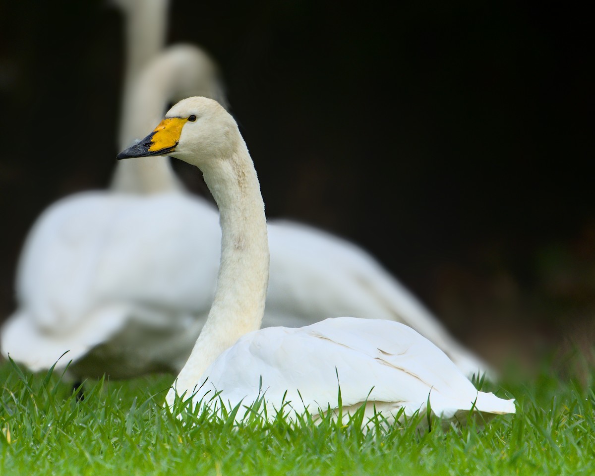 Whooper Swan - ML615022328