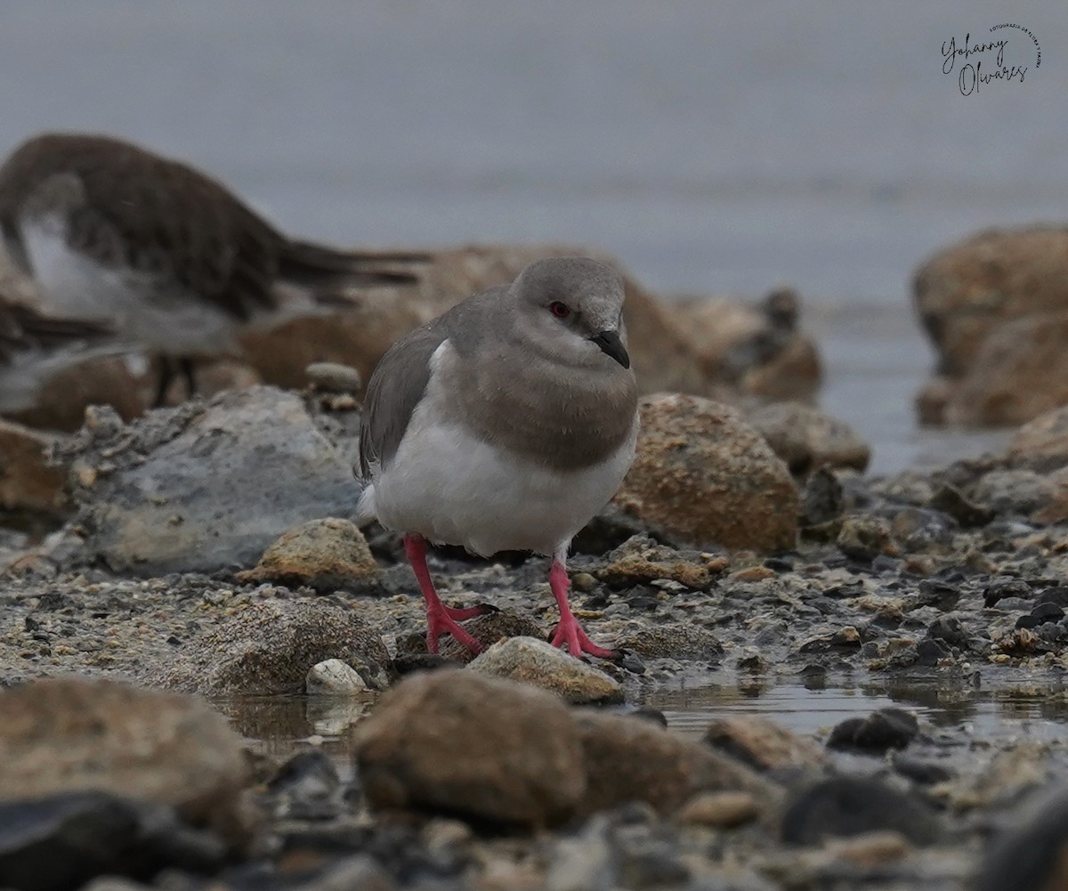 Magellanic Plover - ML615022422