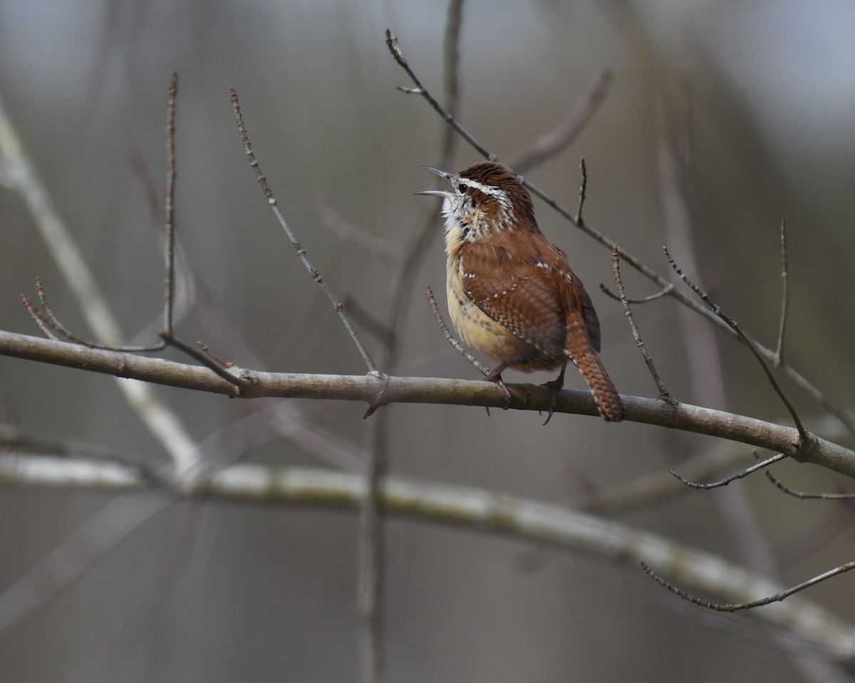 Carolina Wren - ML615022476