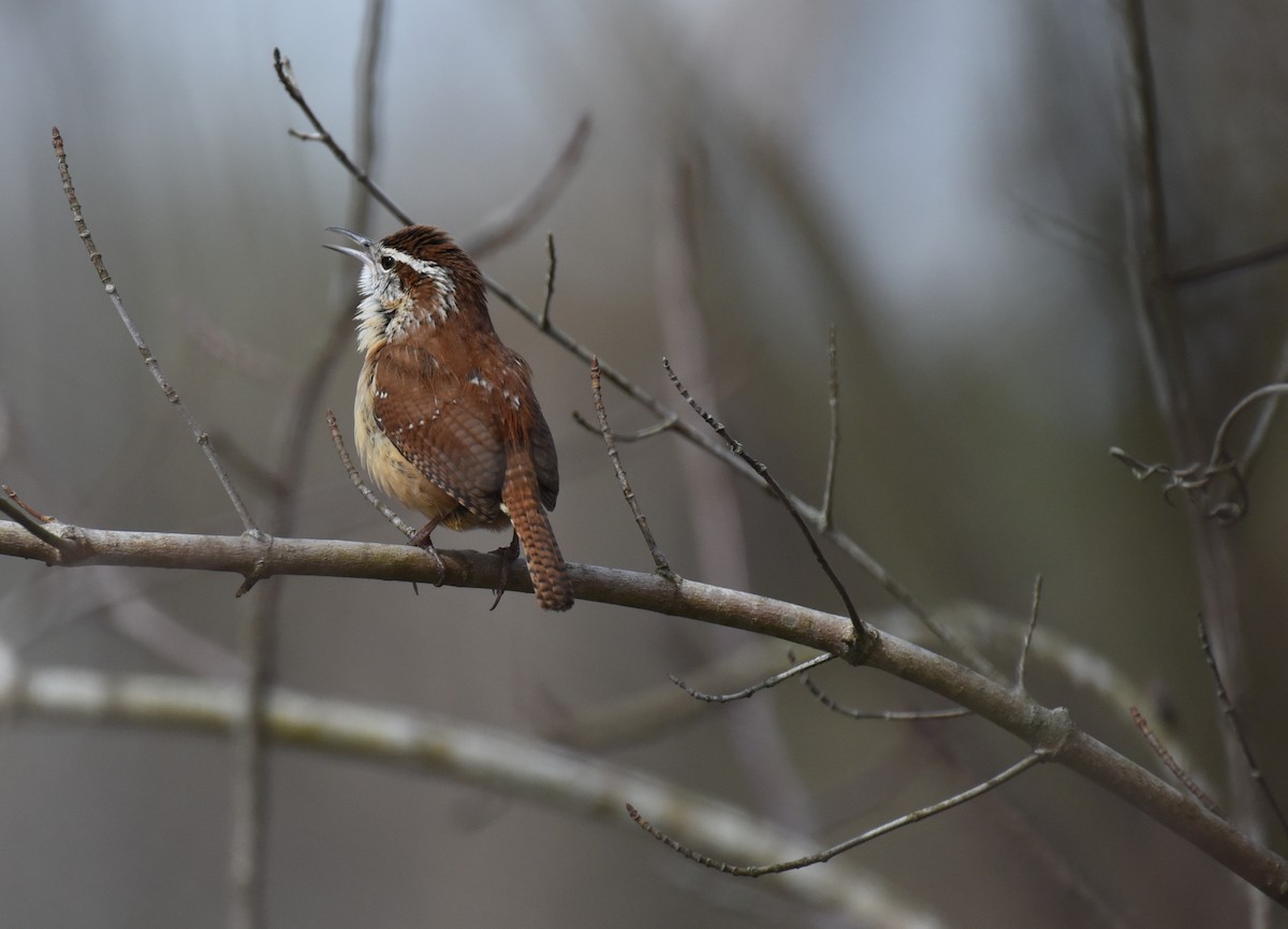 Carolina Wren - ML615022478