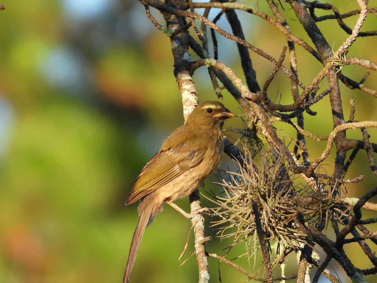 Bluish-gray Saltator - Haydee Huwel