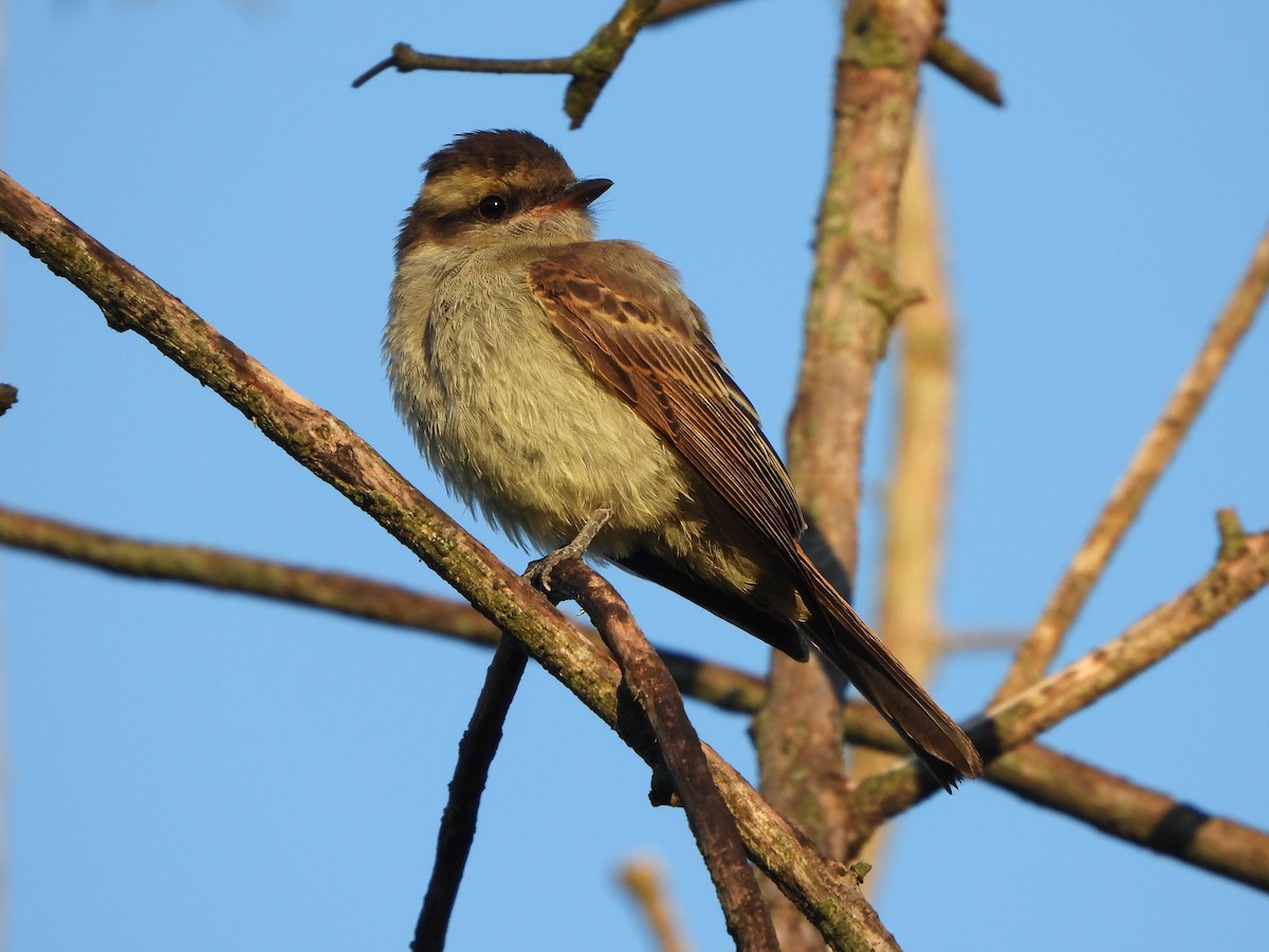 Crowned Slaty Flycatcher - ML615022509