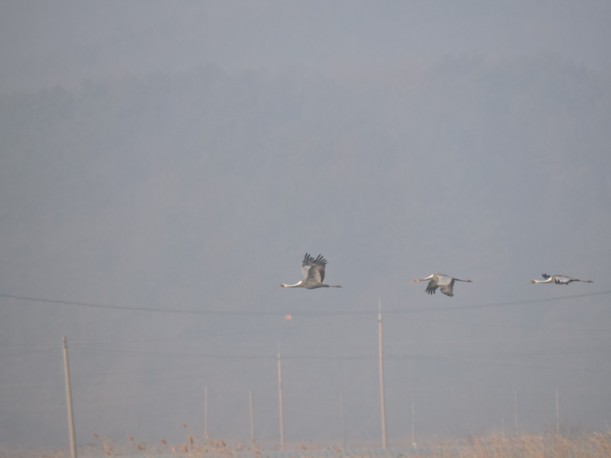 White-naped Crane - ML615022532