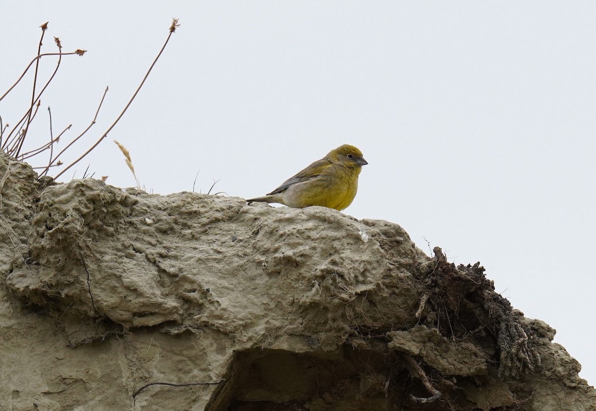 Patagonian Yellow-Finch - Olivares Barraza