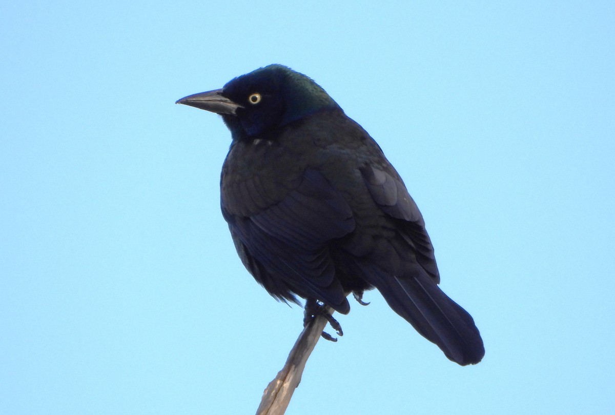 Common Grackle - ML615022568