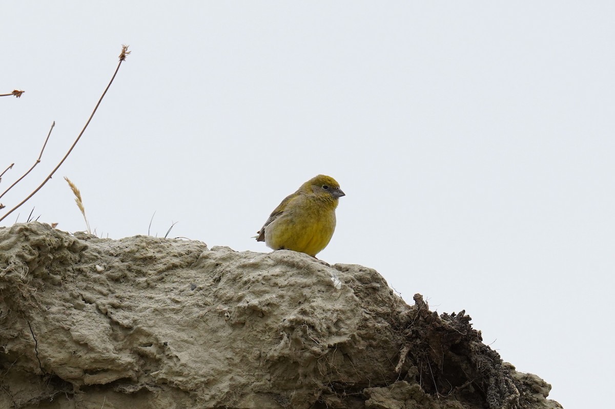 Patagonian Yellow-Finch - Olivares Barraza