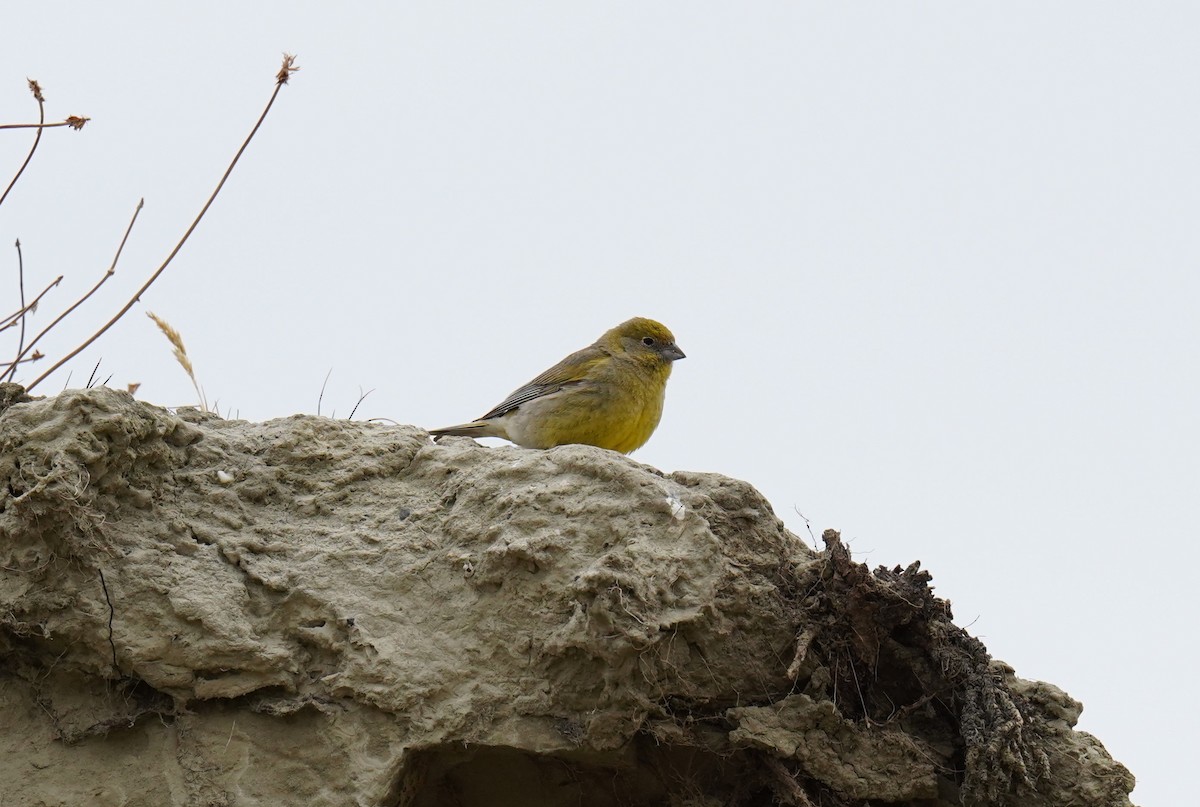 Patagonian Yellow-Finch - Olivares Barraza