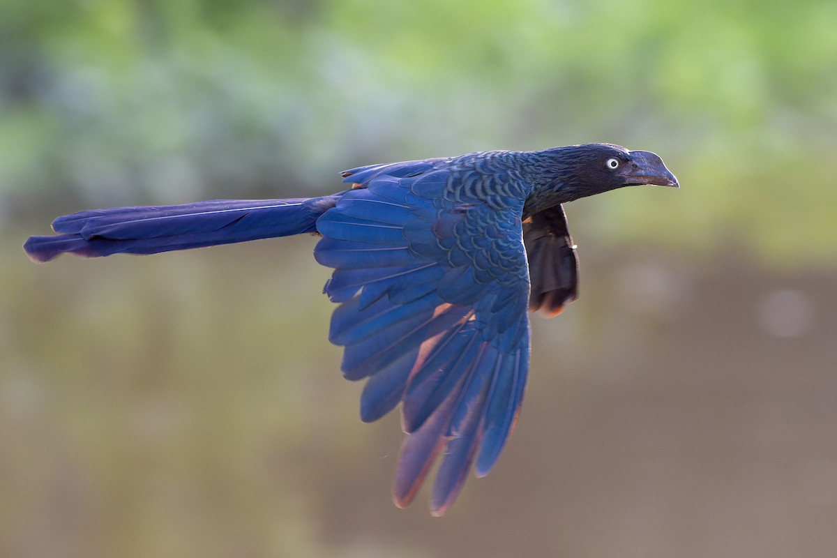 Smooth-billed Ani - Jeff Maw