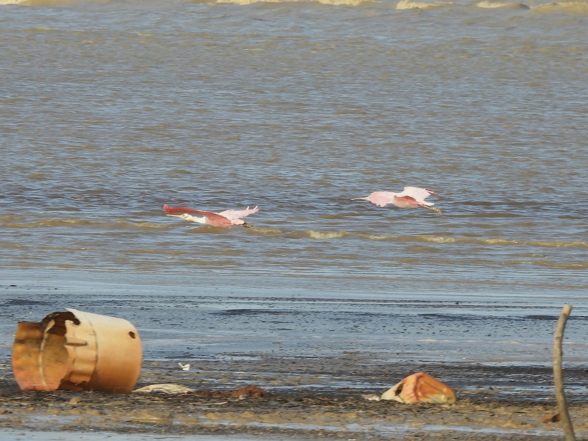 Roseate Spoonbill - ML615022701