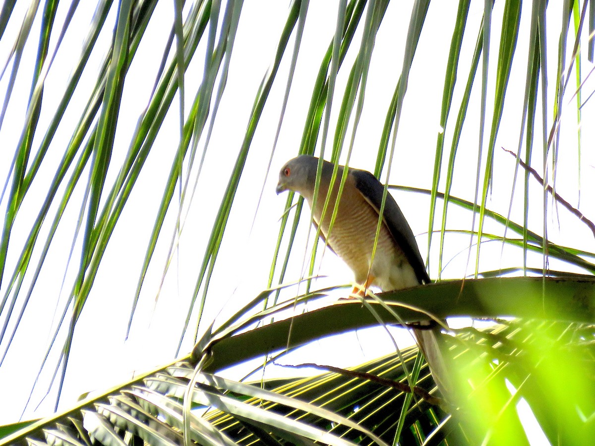 Shikra - ML615022711