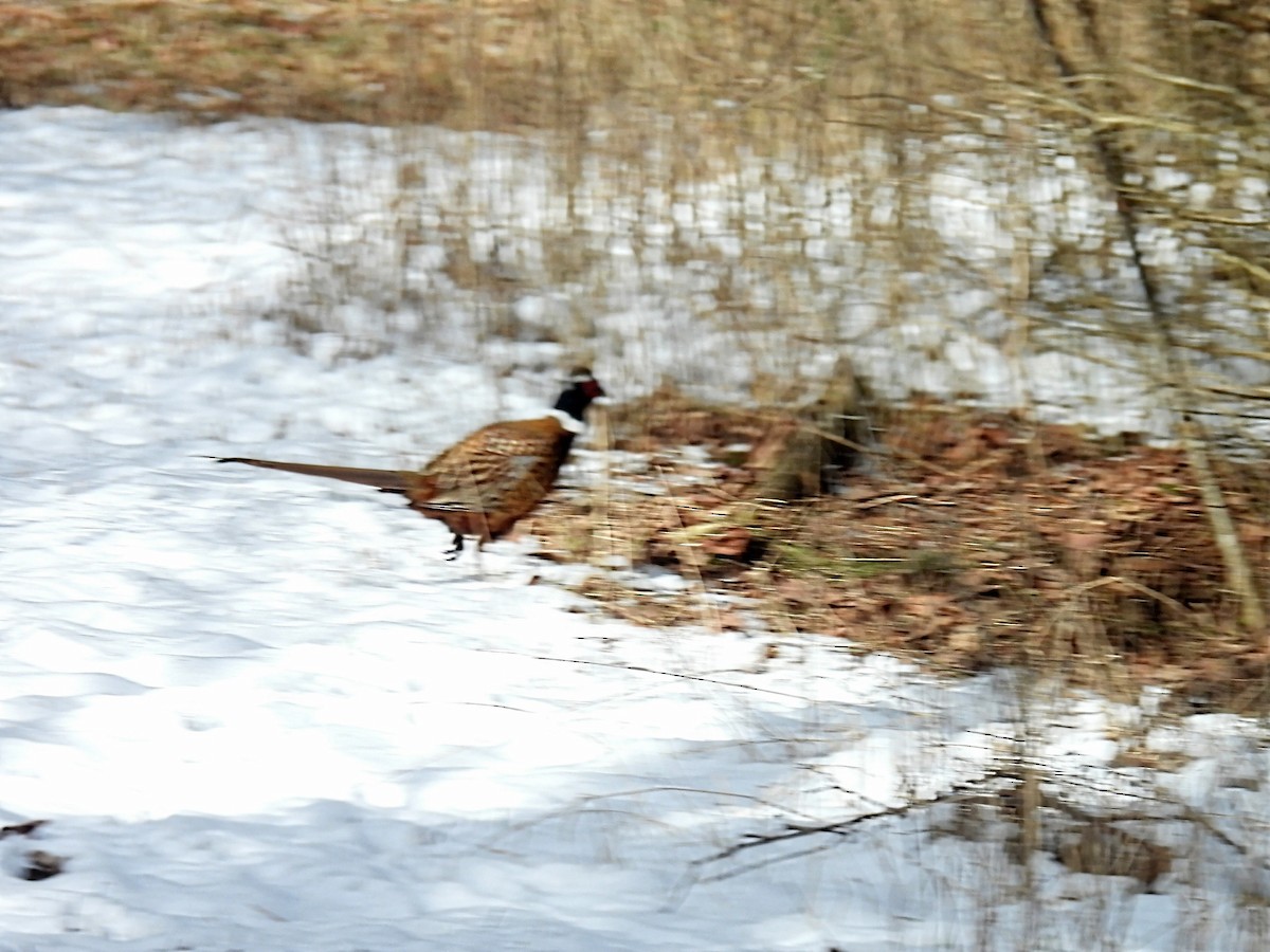 Ring-necked Pheasant - ML615022718