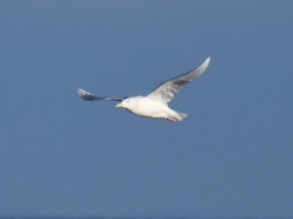 Glaucous Gull - ML615022735